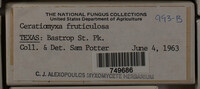 Ceratiomyxa fruticulosa var. fruticulosa image
